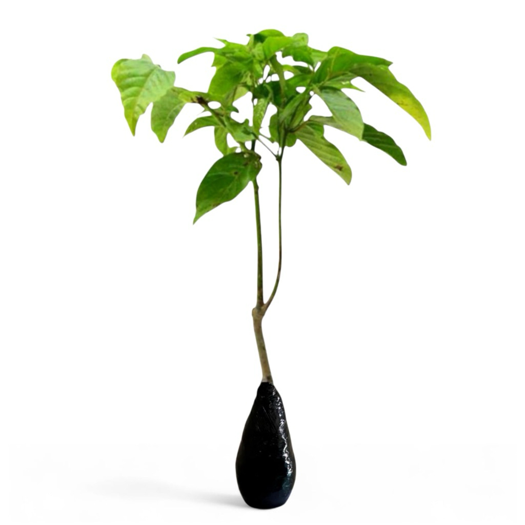 ( BISA COD ) Tanaman Hias Bunga Kenanga Pohon Kenanga / Tanaman Hidup Bunga Kenanga Bunga Hias Bunga