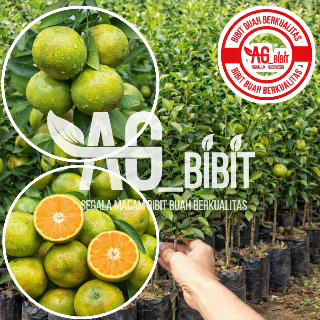 BIBI JERUK SIAM MADU SUDAH BERBUAH - hasil okulasi super unggulan