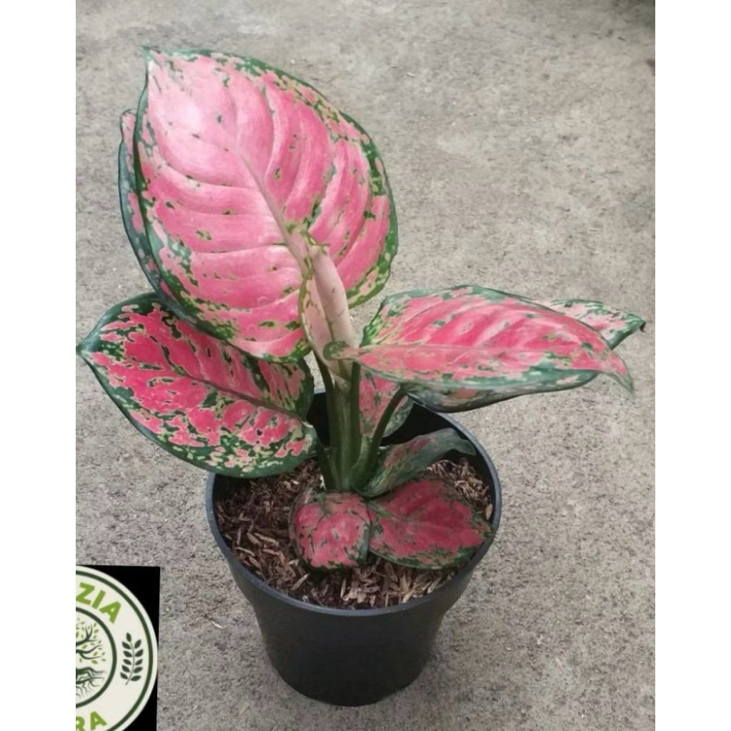 PROMO AGLONEMA DUT ANJAMANI LOKAL || TANAMAN HIAS AGLONEMA MERAH DUT ANJAMANI SIAP KIRIM