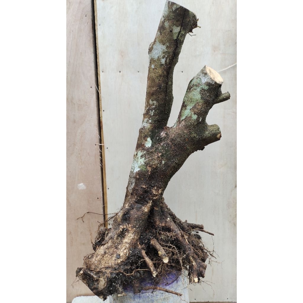 bahan bonsai berbunga wangi hampir mirip anting putri jumbo realpic sesuai gambar