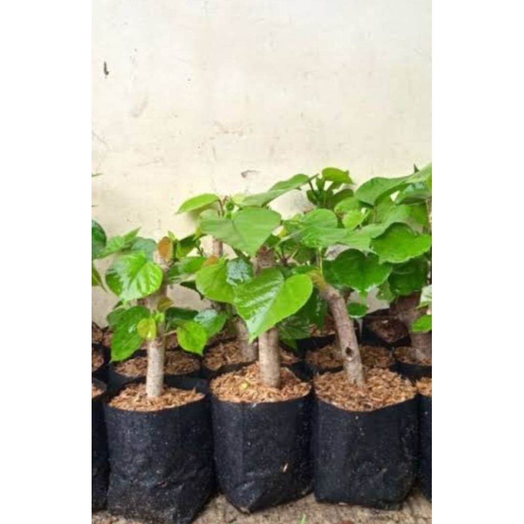 bahan bonsai waru lokal
