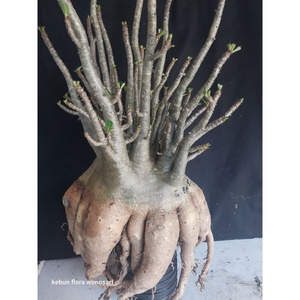 Adenium Arabicum Hibrid Varian Godji Prokar Induk