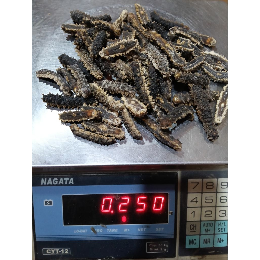 teripang duri kering premium/Gammat duri[ 200-300]/Teripang duri kering