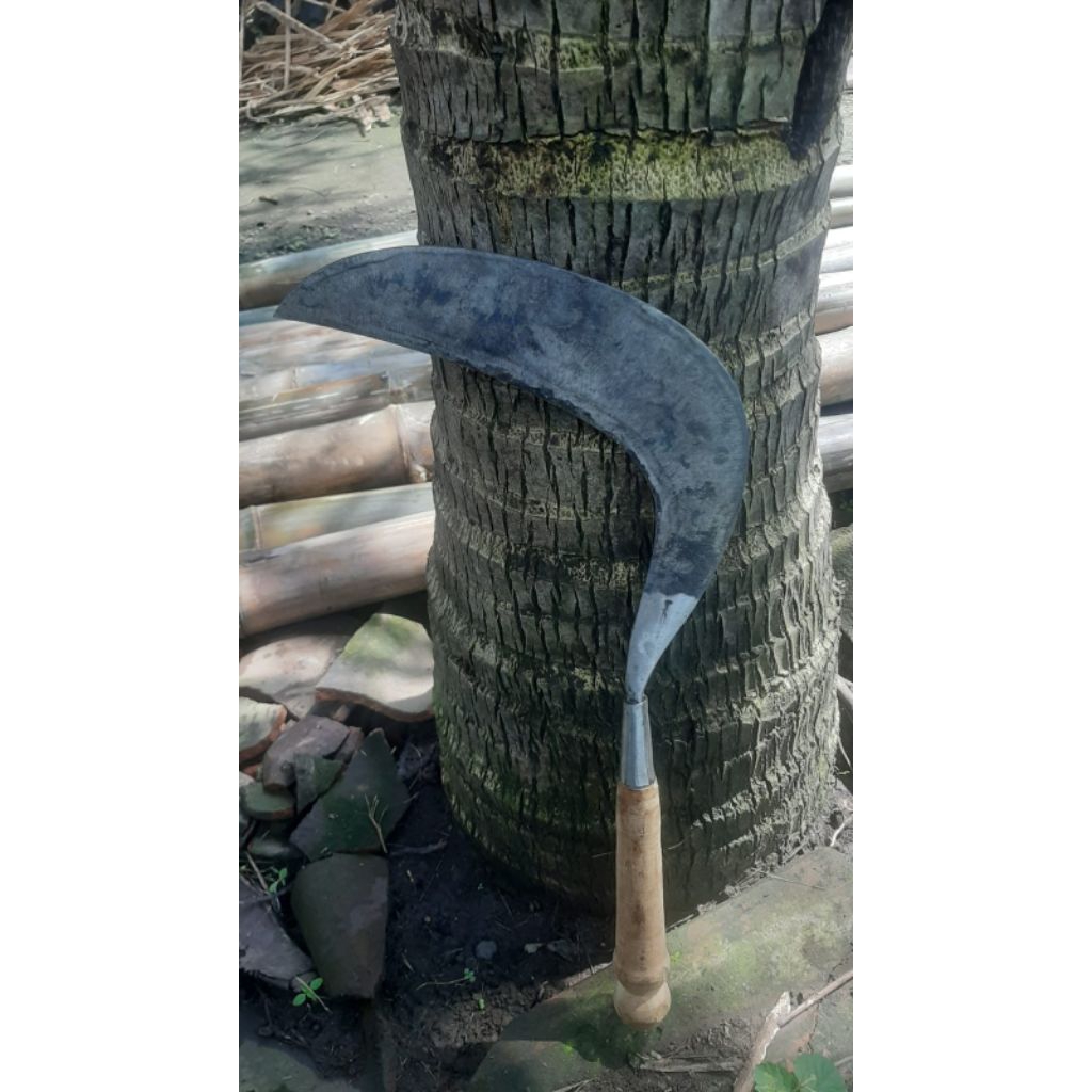 arit perkebunan khusus rumput dan panen padi