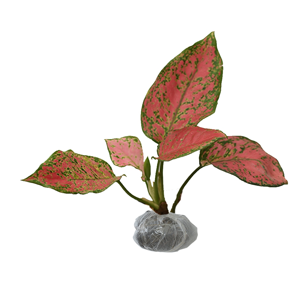 Aglonema Merah Anjamani