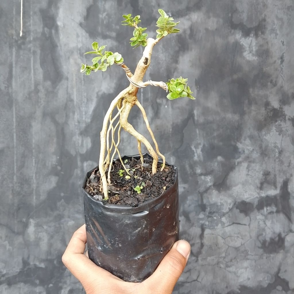Bonsai mungil sancang variegata