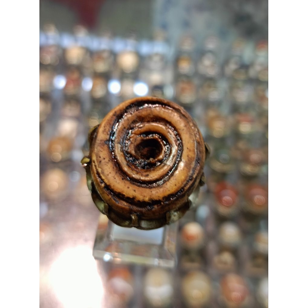 Cincin Fosil keong/kol buntet(Natural)