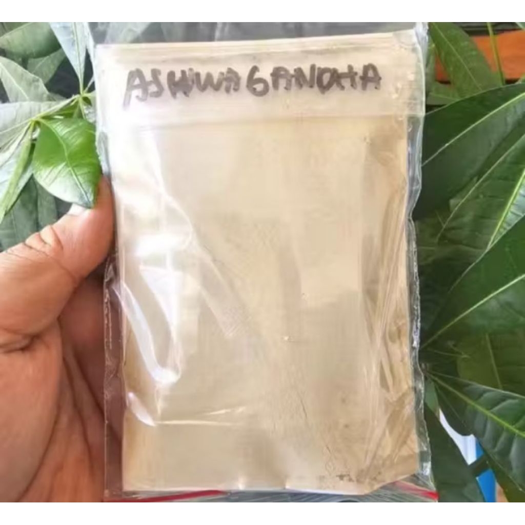 ginseng india aswaganda asli dan murni 50gr/100gr