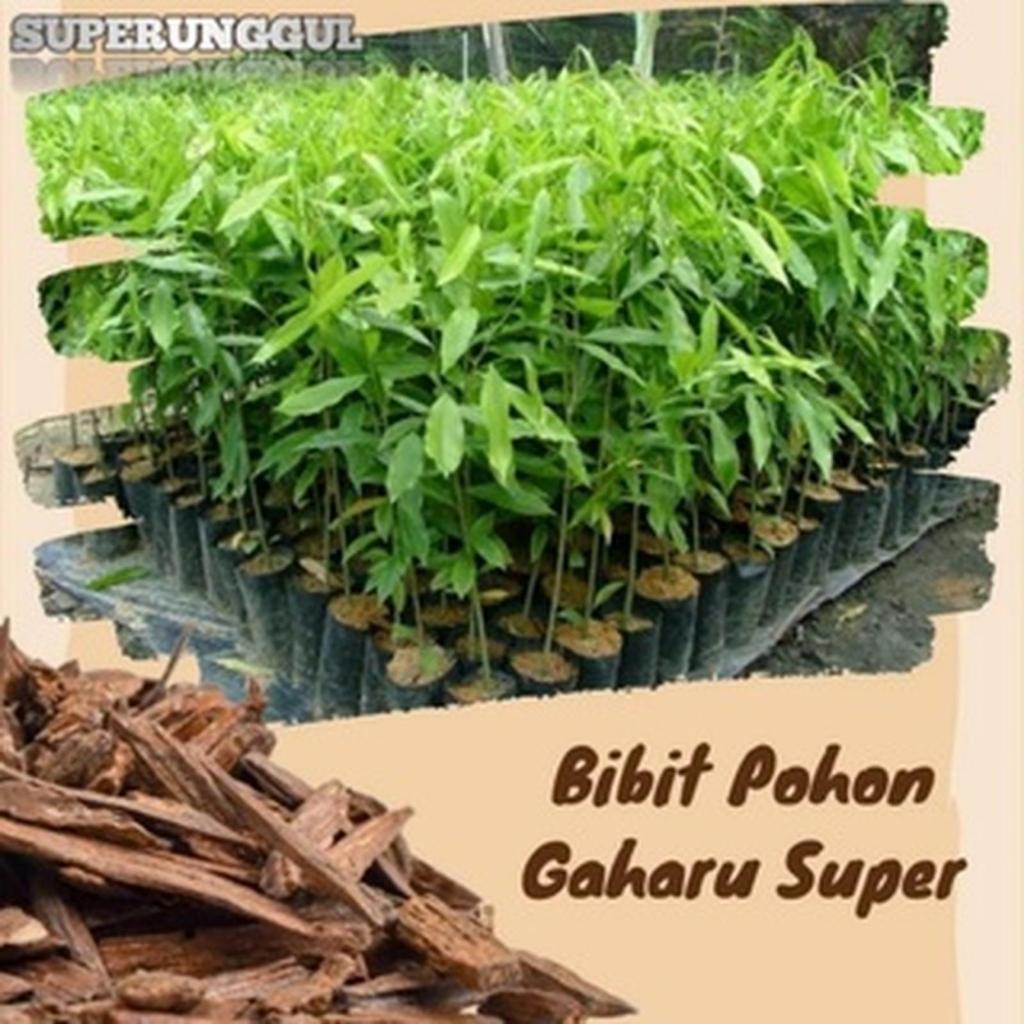 Bibit Pohon Gaharu Super Unggul
