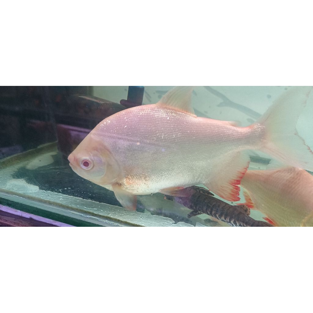 PACU ALBINO -+20CM