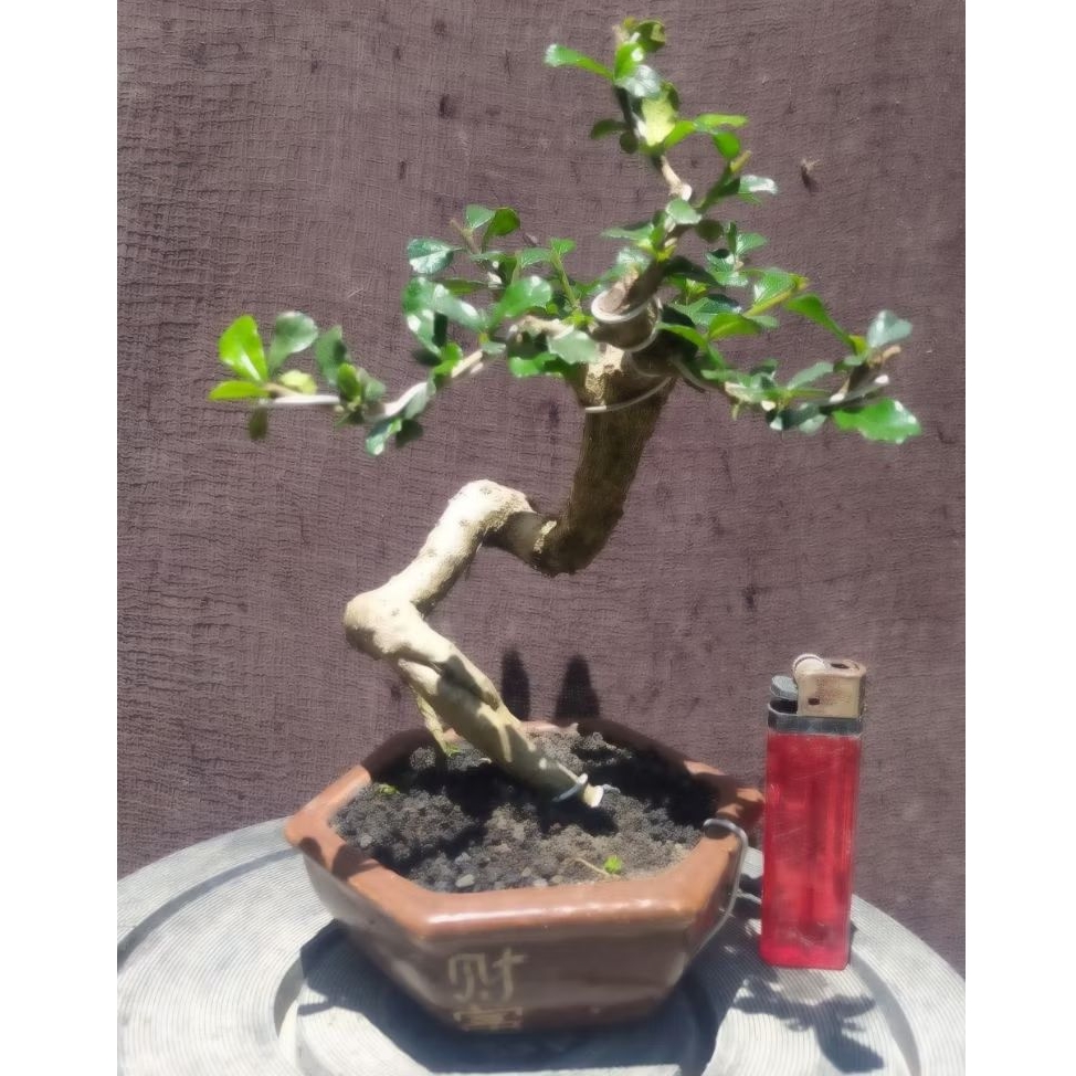 bonsai hokianti mikro mame cakep + pot keramik