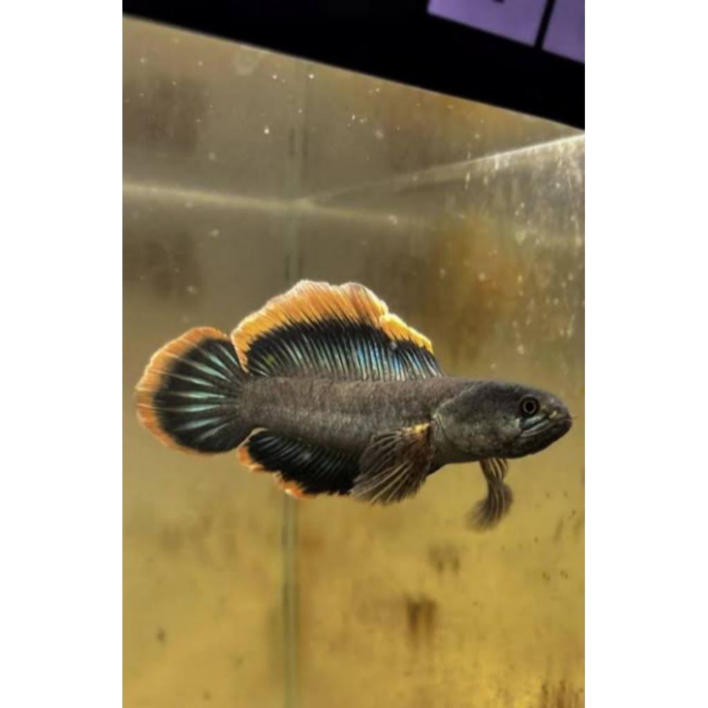 LIMBATA SLAYER CALON POGRESS SIZE 4-6 CM [ 8 PCS]