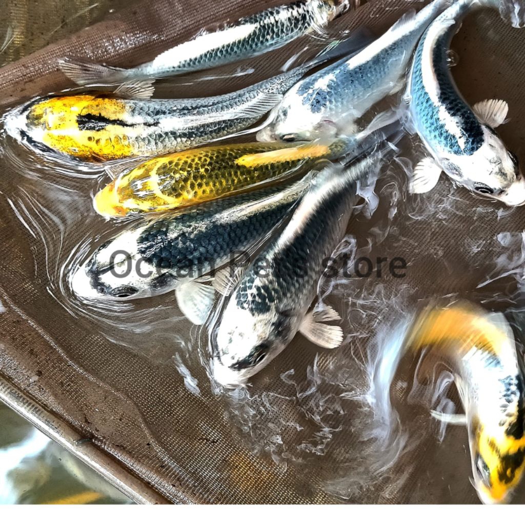 ikan koi metalic banana/kabuto hiasan kolam koi