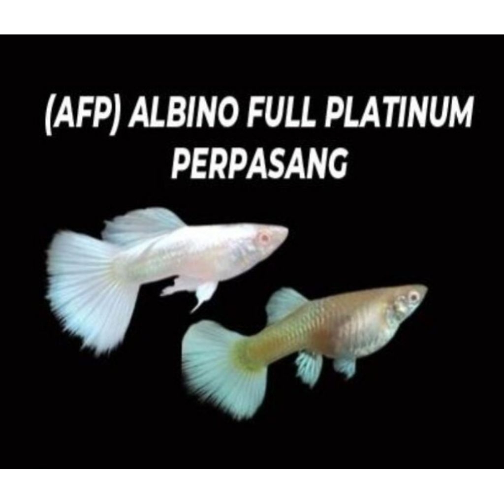 Guppy AFP Full White Sepasang Jantan Betina Remaja Siap Induk Grade A Ikan Hias Aquarium