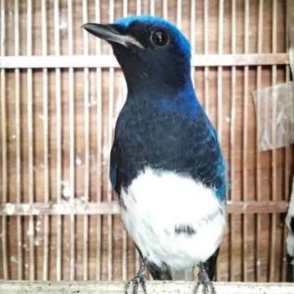 Tledekan Laut/Sulingan Laut (Cyanoptila cyanomelana).