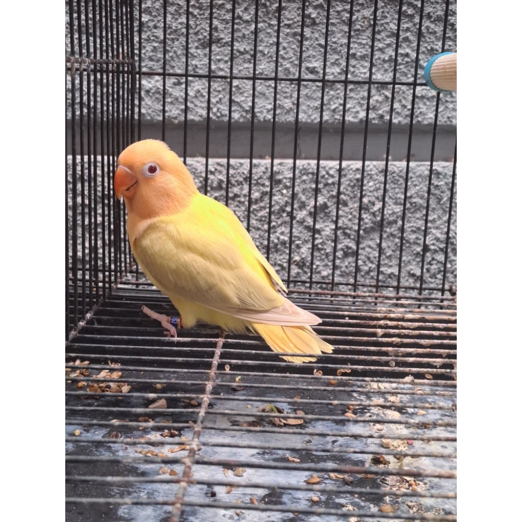 Lovebird Paud Jantan Biola Aquablue1 Euwing Violet Pale Fallow