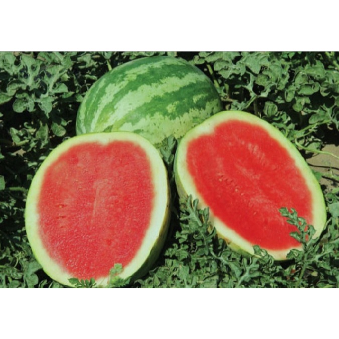 BUAH SEMANGKA NON BIJI /1 BUAH FRESH