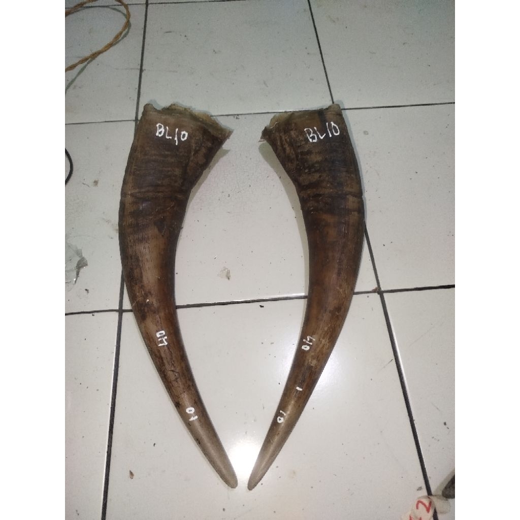 tanduk kerbau bule/putih termurah