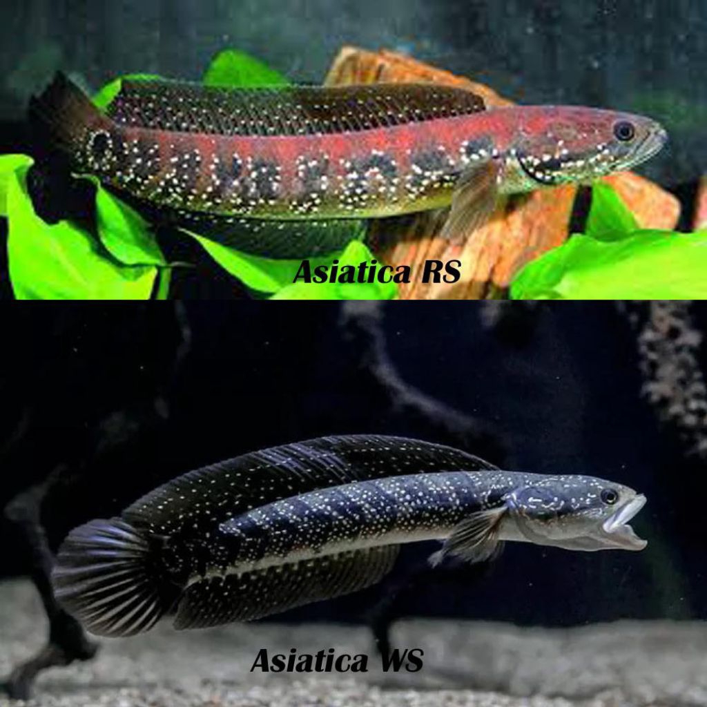 asiatica rs dan ws baby 5-7 cm great A++ terjamin kualitas terbaik