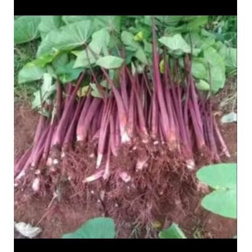 Tanaman bibit talas bogor merah isi 10 bibit siap tanam