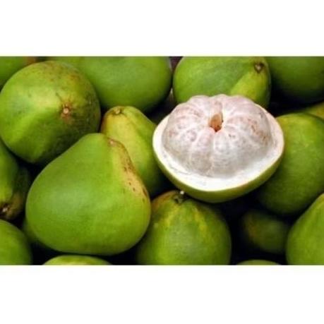 jeruk bali putih masih di pohonnya