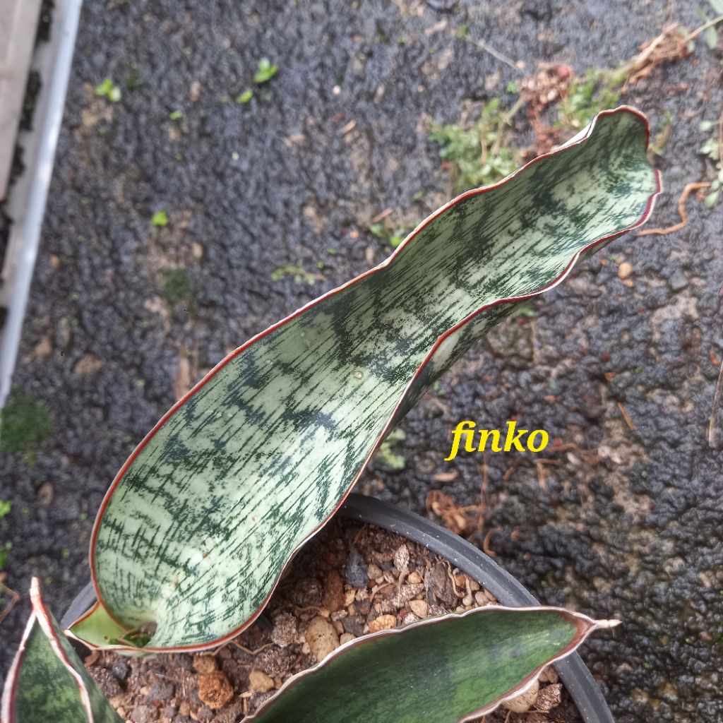 rare sans sansevieria sp. Tanzania #1
