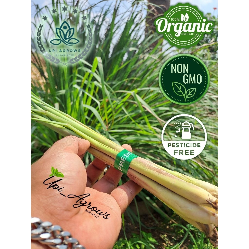 Sereh/Serai (LemonGrass) Organik Fres kebun.