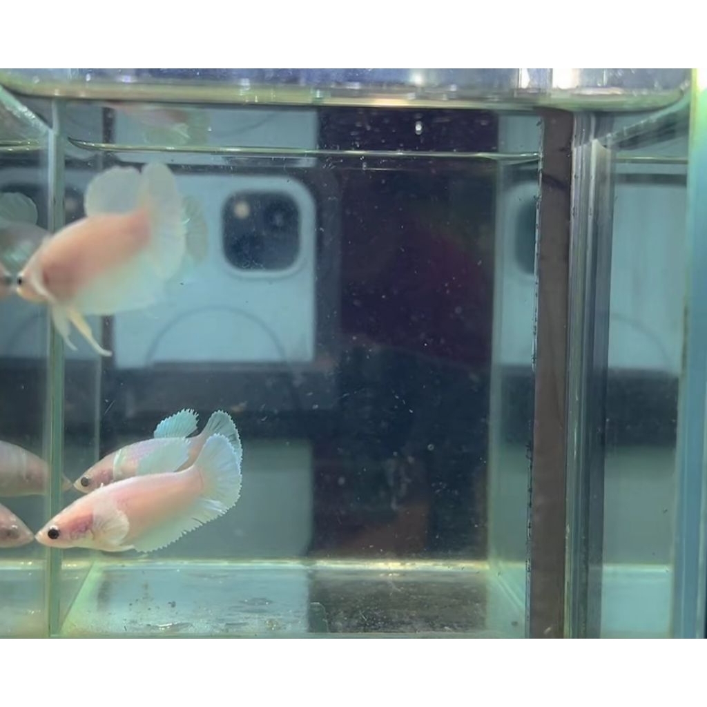 dumbo ear white platinum male / female