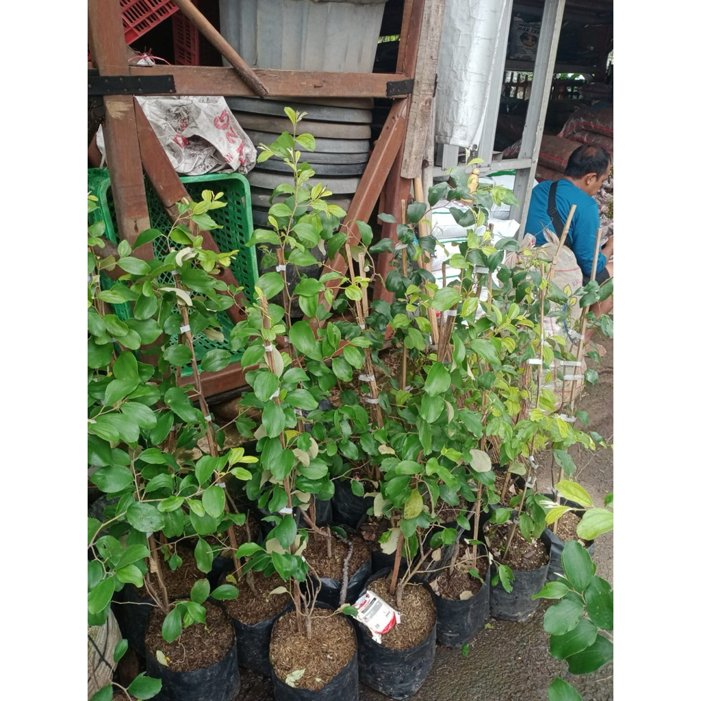 Bibit Tanaman Bidara Futsa/Bidara Apel India