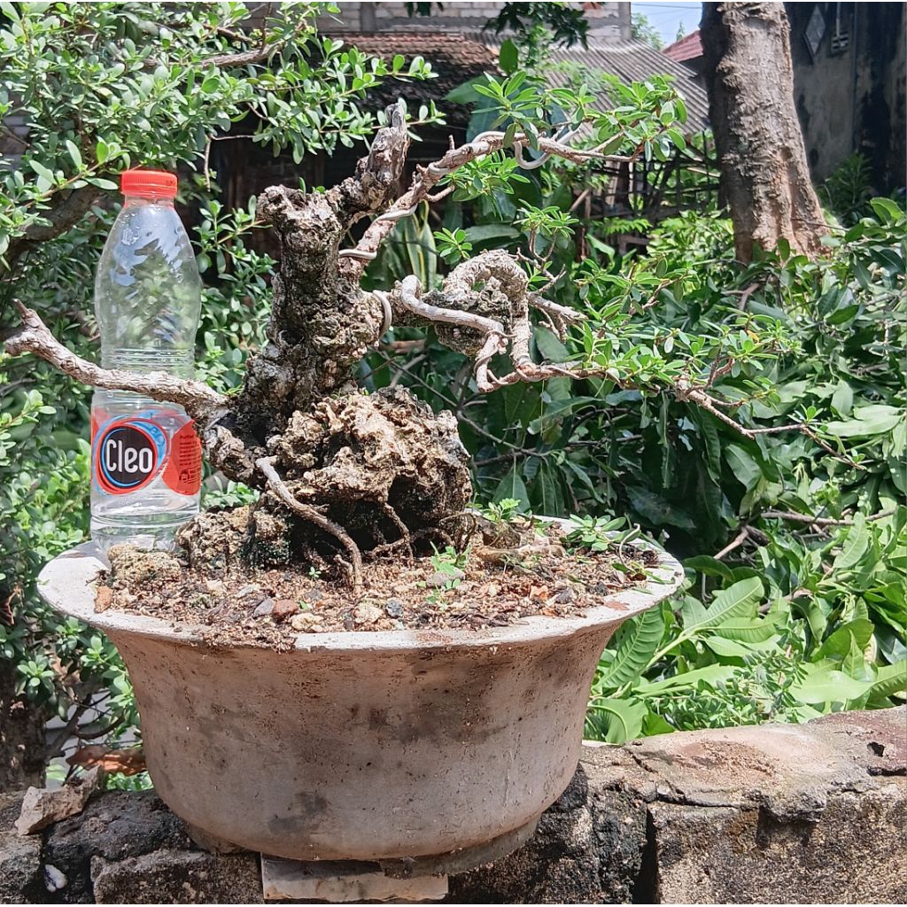 bonsai santigi NTT on the rock(tinggi/lebar 30 cm)