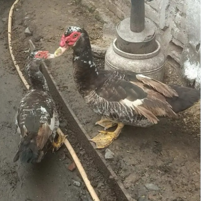 Entok mentok jenis jumbo dewasa hidup siap kawin