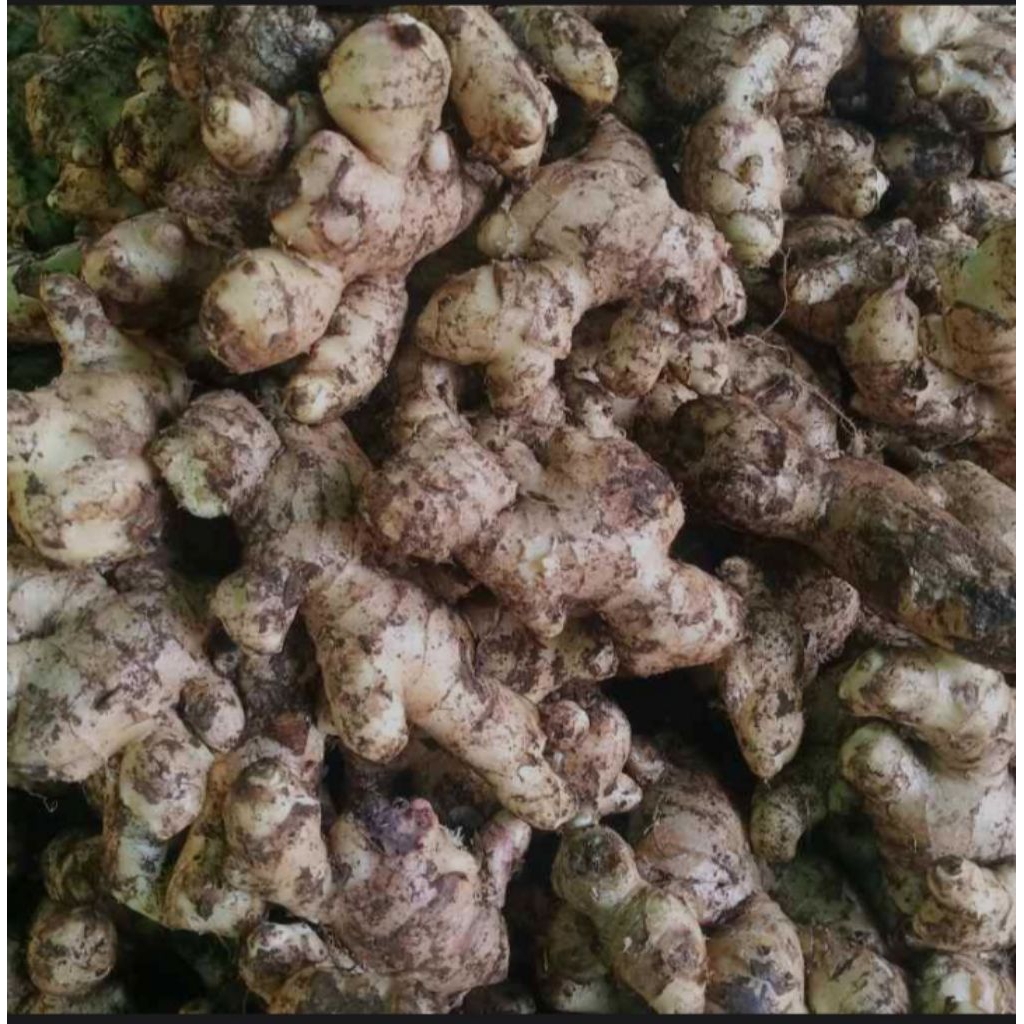 jahe gajah muda segar 1kg