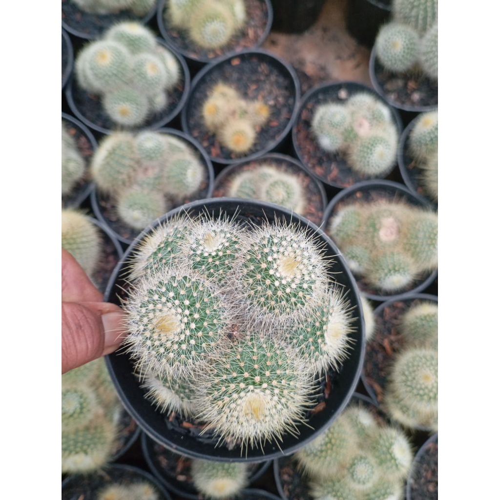 lening ownroot klaster