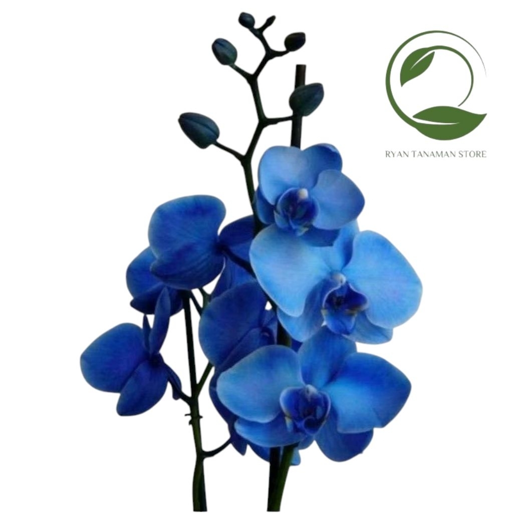 Tanaman Hias Anggrek Dendrobium Biru - Tanaman Anggrek - Siap Berbunga