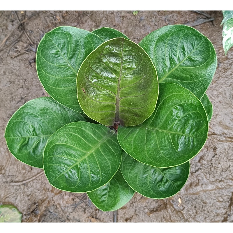 Anthurium Jemani Mangkok Hybrid Karakter D - Tanaman Hias Anthurium Jenmanii Mangkok Hybrid / Anthur