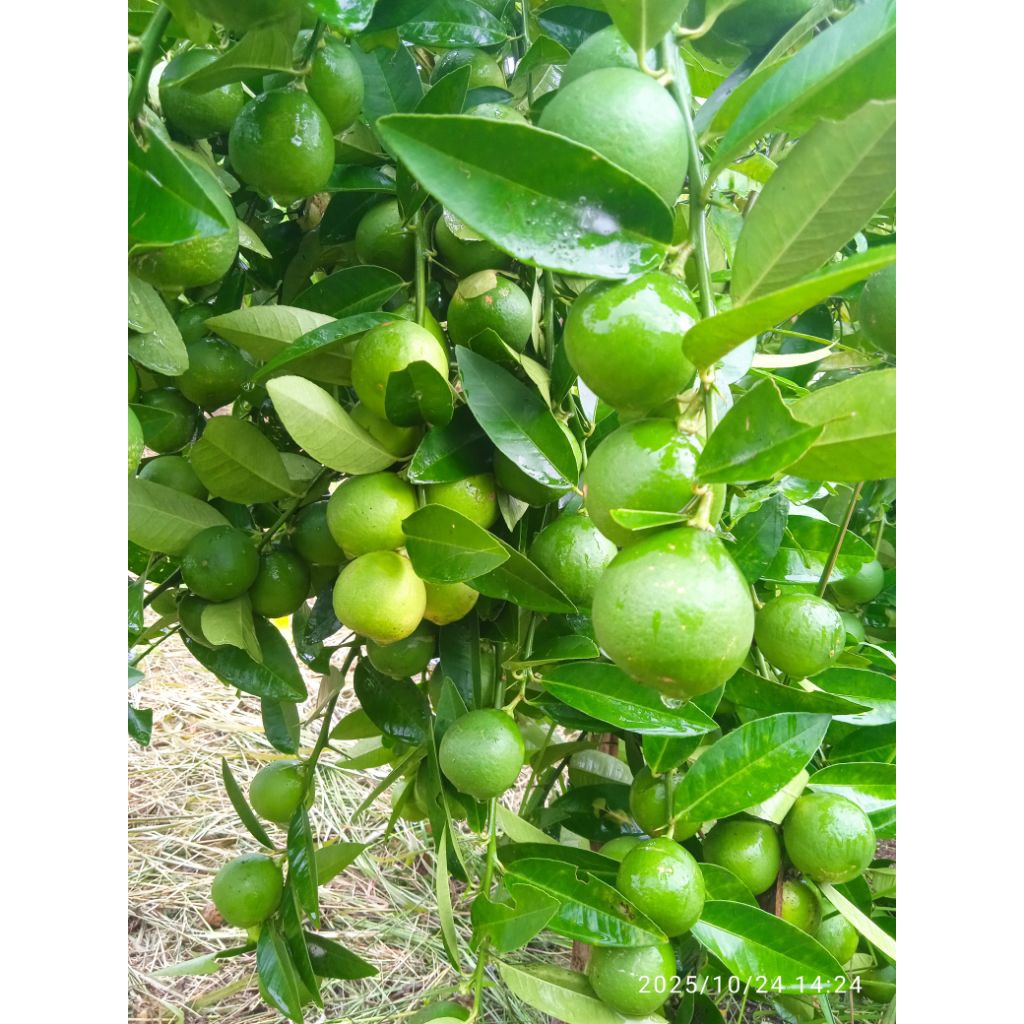 jeruk nipis 500 gr