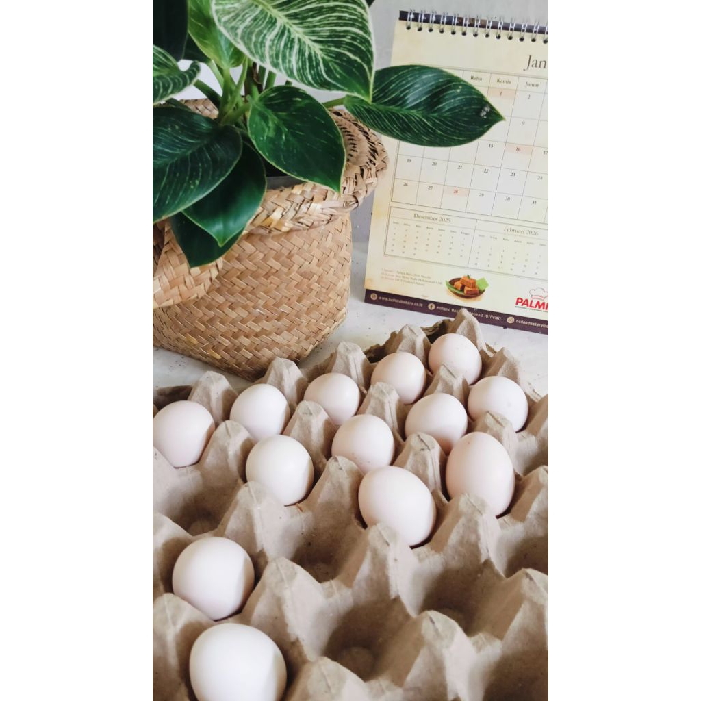telur fertil ayam hias jenis Cochin