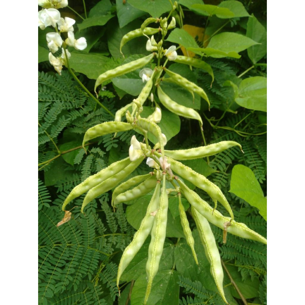 Sayur Koro Uceng ijo petik segar