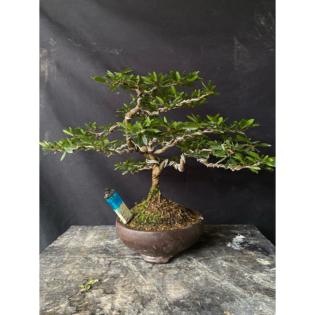 Bonsai Kaliandra Suriname