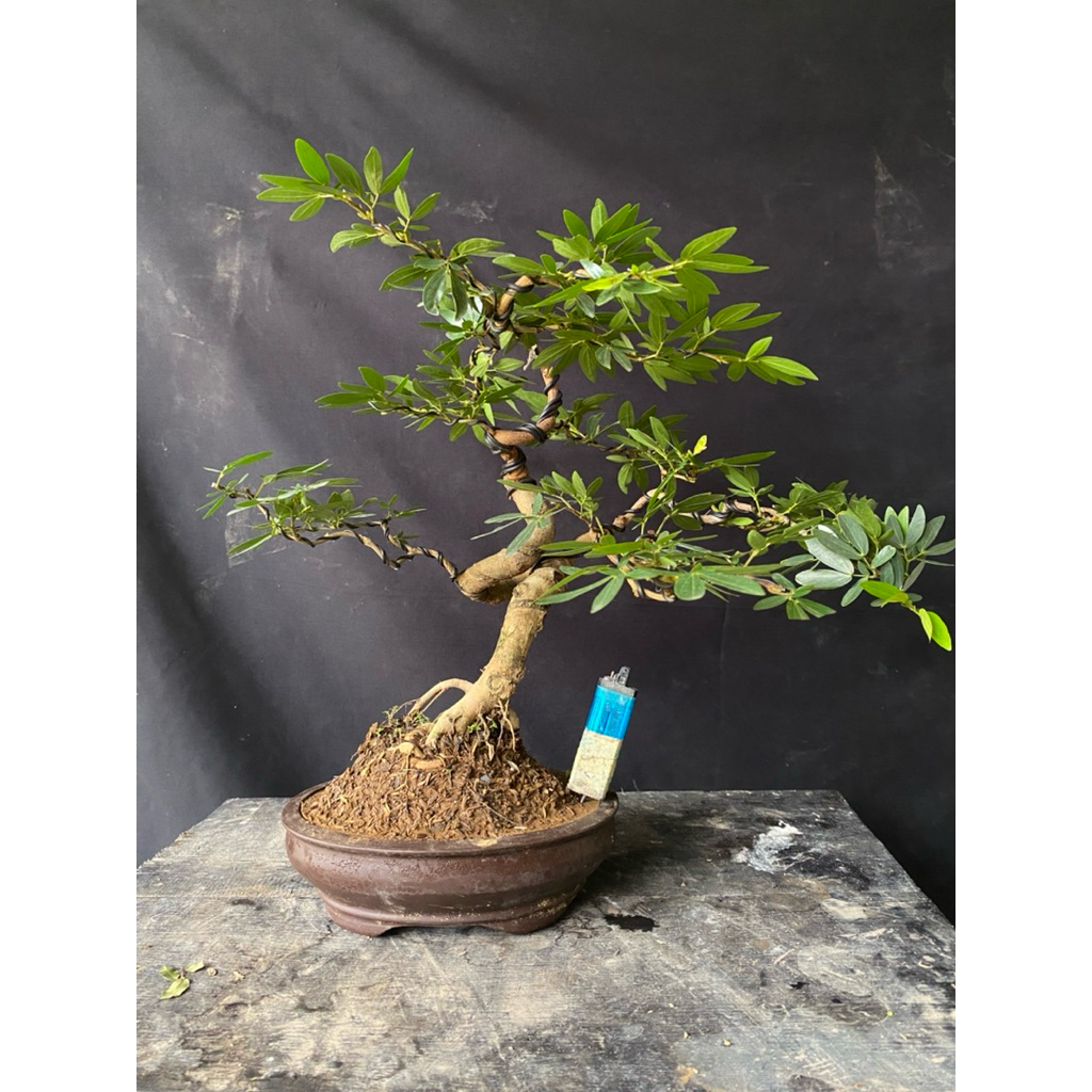 Bonsai Kaliandra surinamensis
