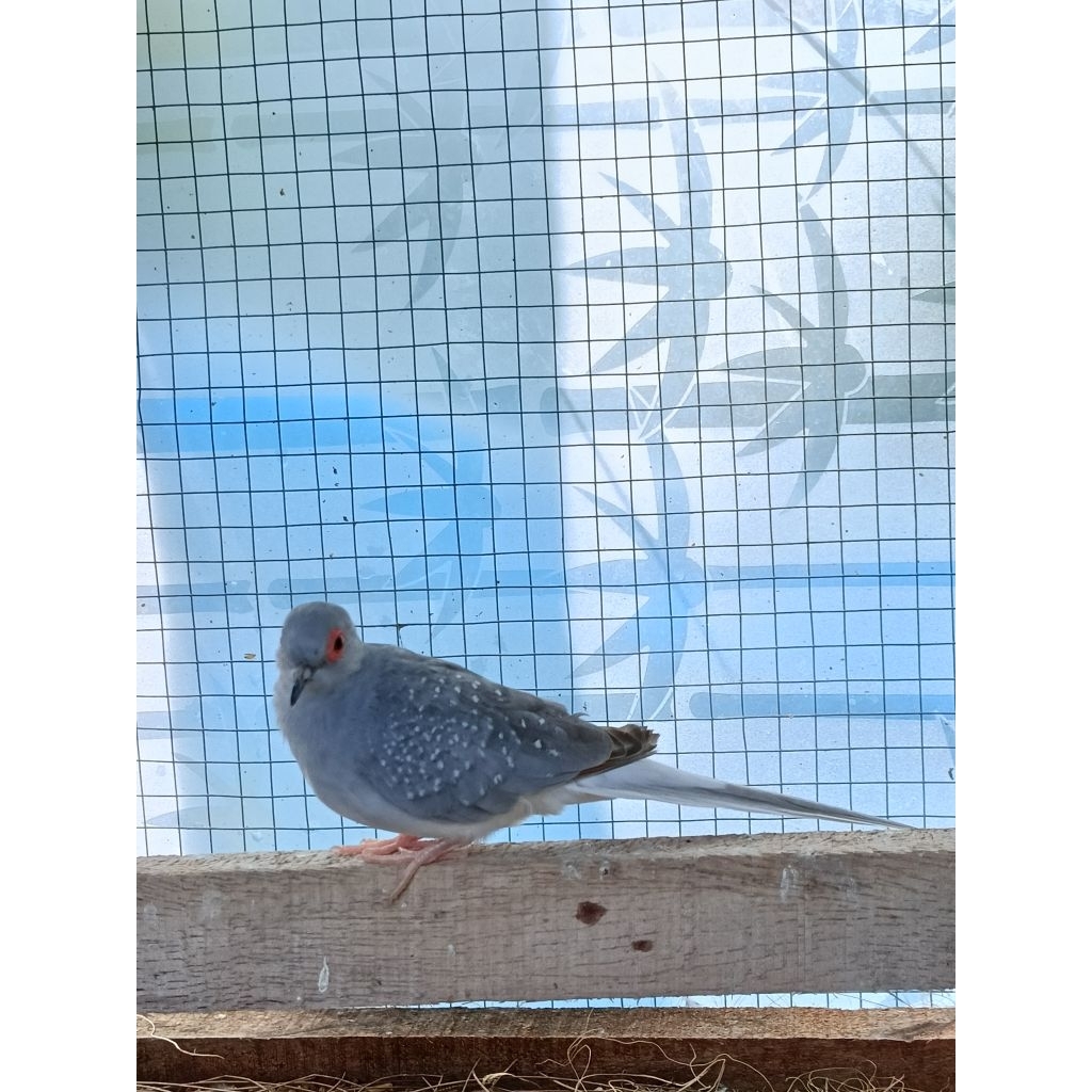 Diamond Silver/Perkutut Mutiara/Perkutut Australia