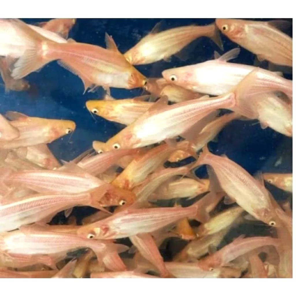 Bibit Ikan Patin Albino Size 5 s/d 10 Cm Beli 25 Ekor Bonus Pelet