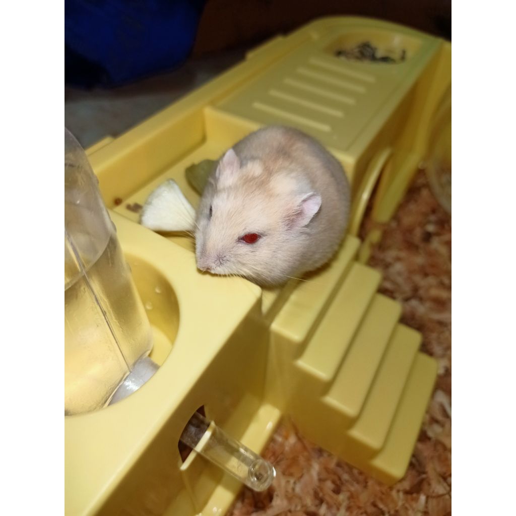 Hamster winter golden (khusus instan)