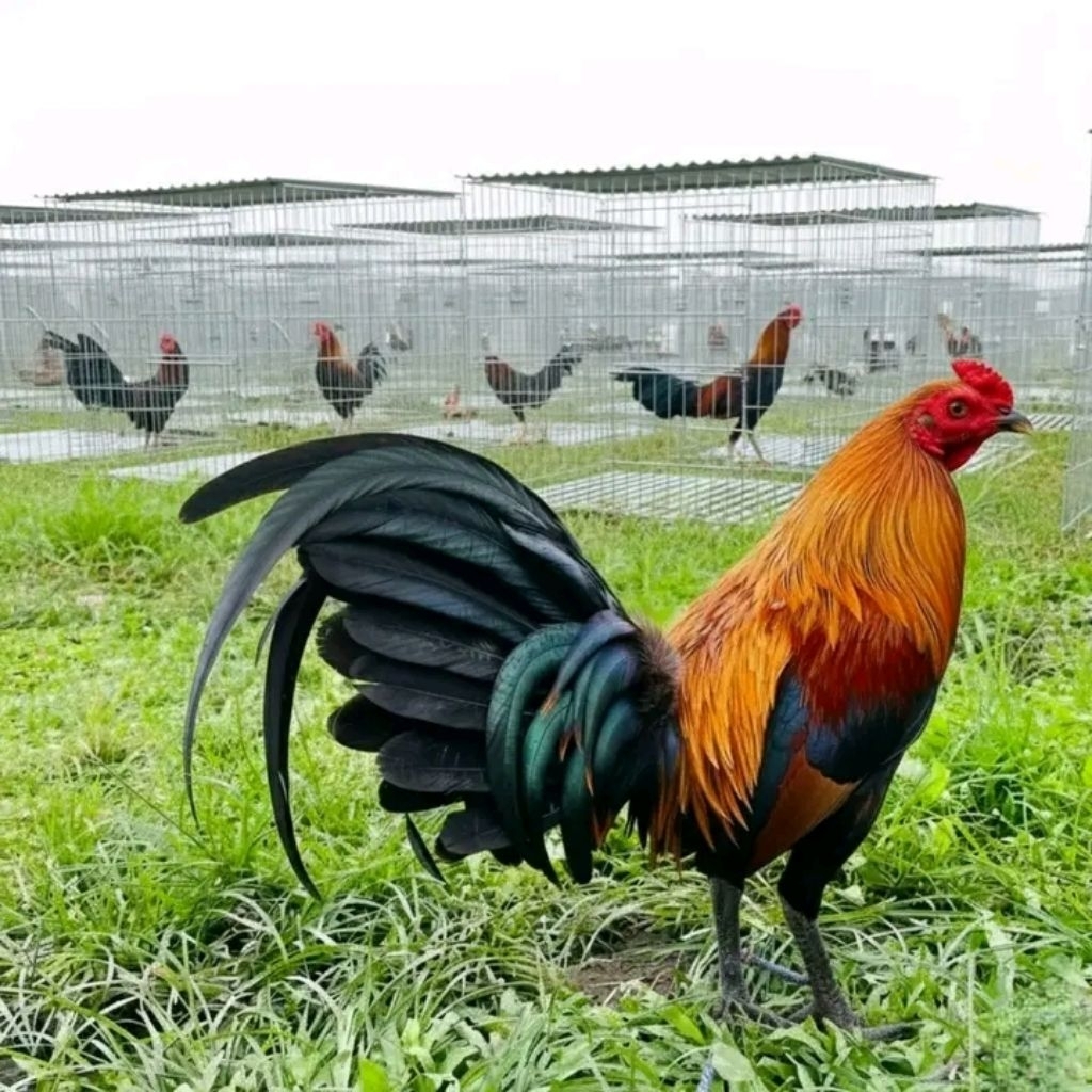 TELUR AYAM PHILIPIN ASLI SWEATER UNTUK DITETASKAN