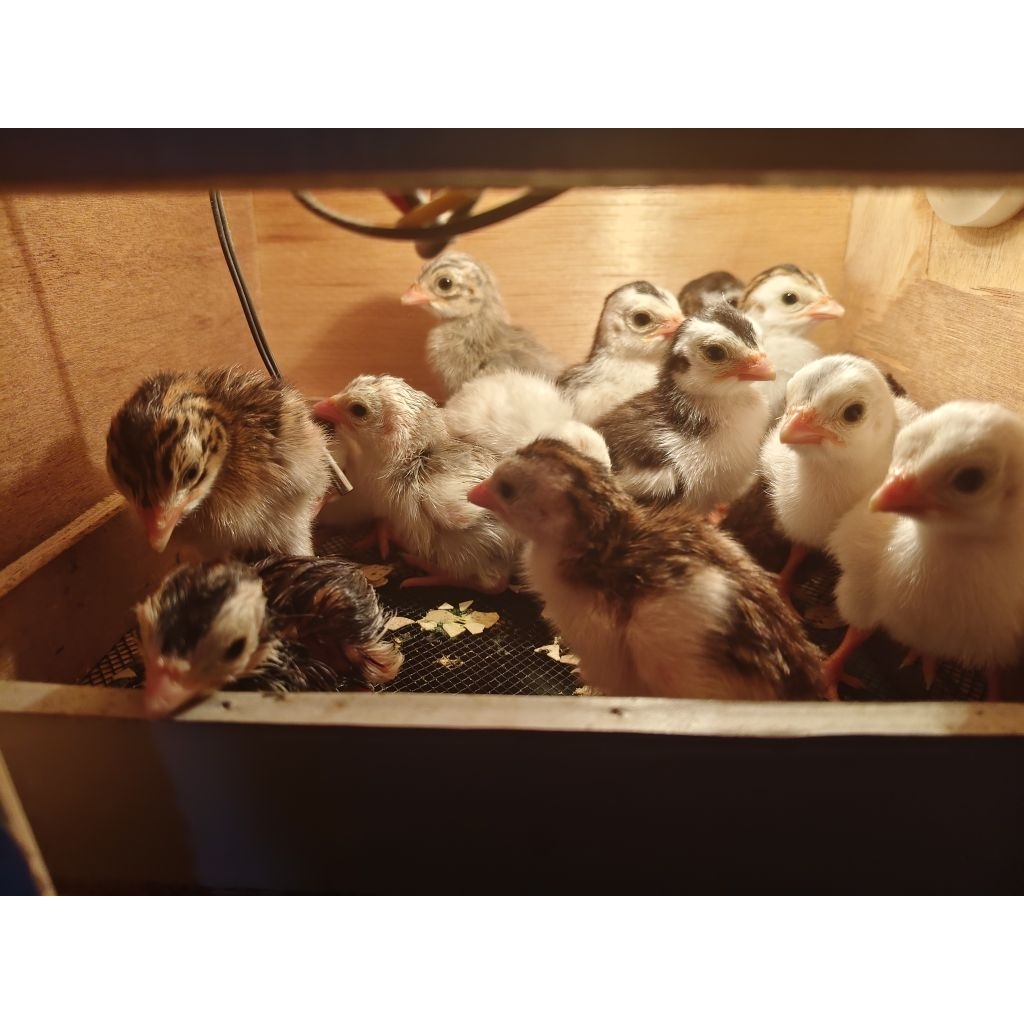 anakan ayam mutiara umur 1-2 minggu