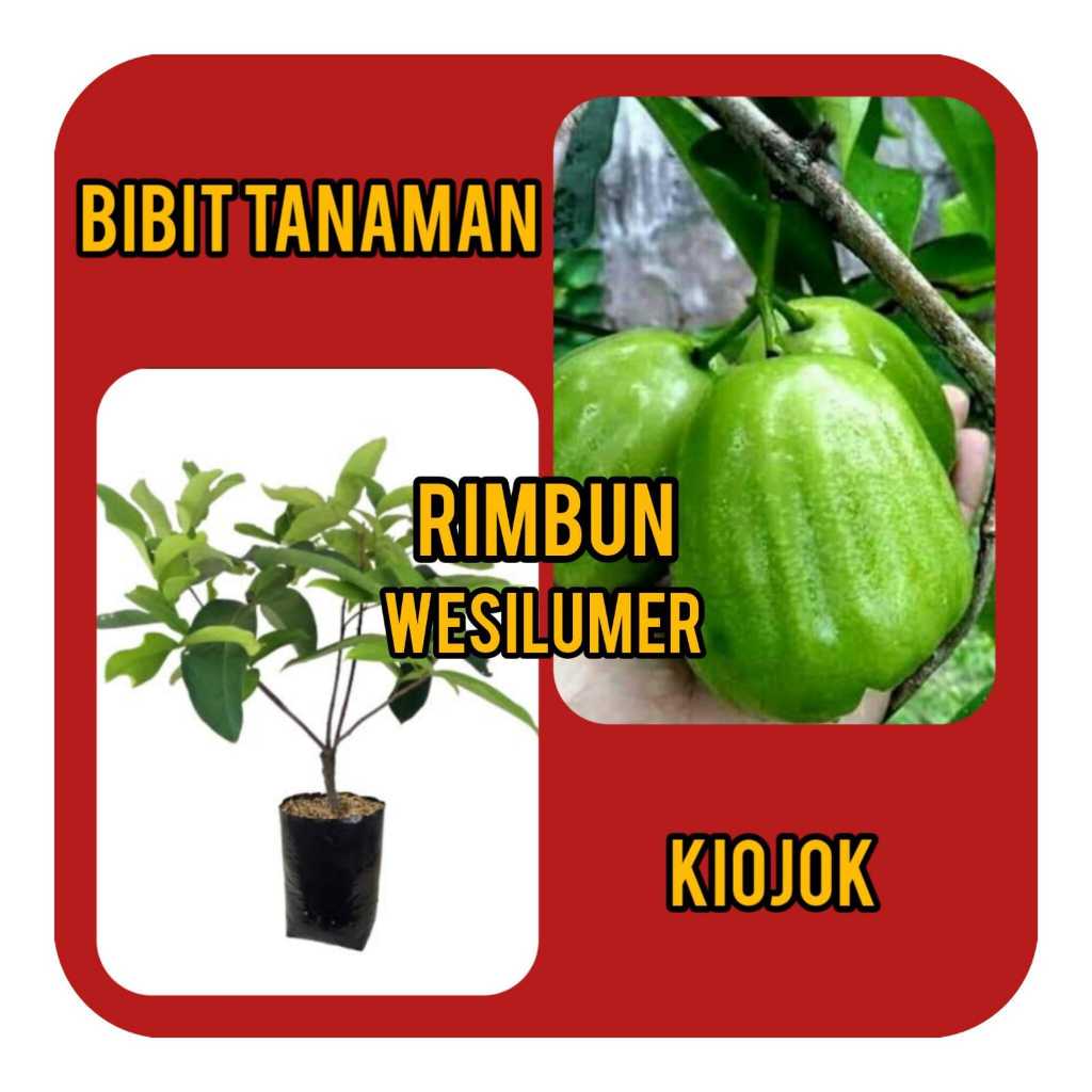 Bibit Jambu Air Kiojok  Rimbun / Khiojok