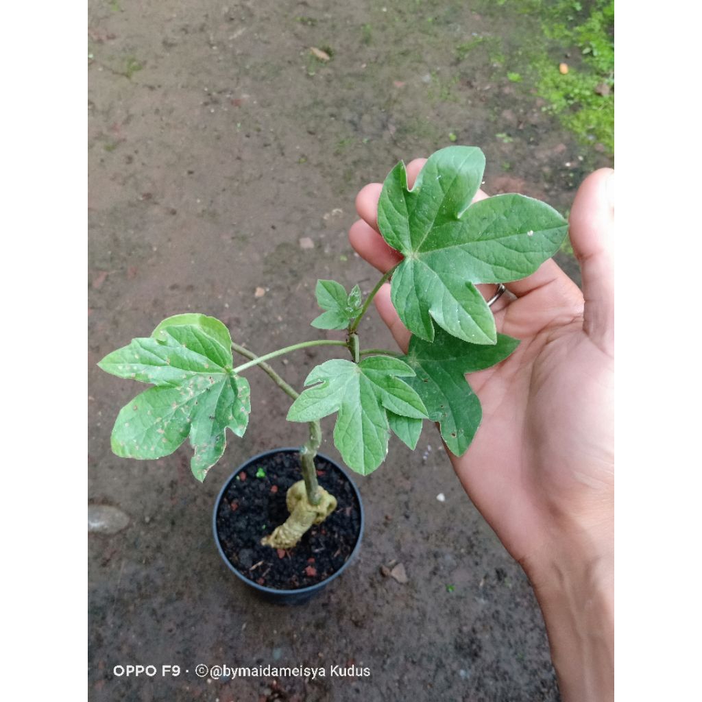 tanaman hias bercaudex adenia volkensii