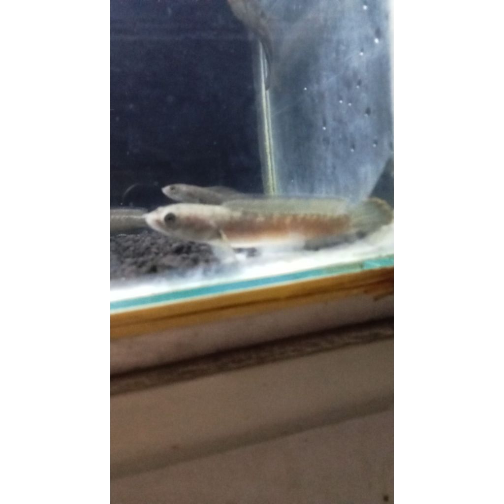 channa blue bengal 8cm