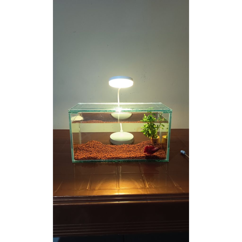 aquarium kecil