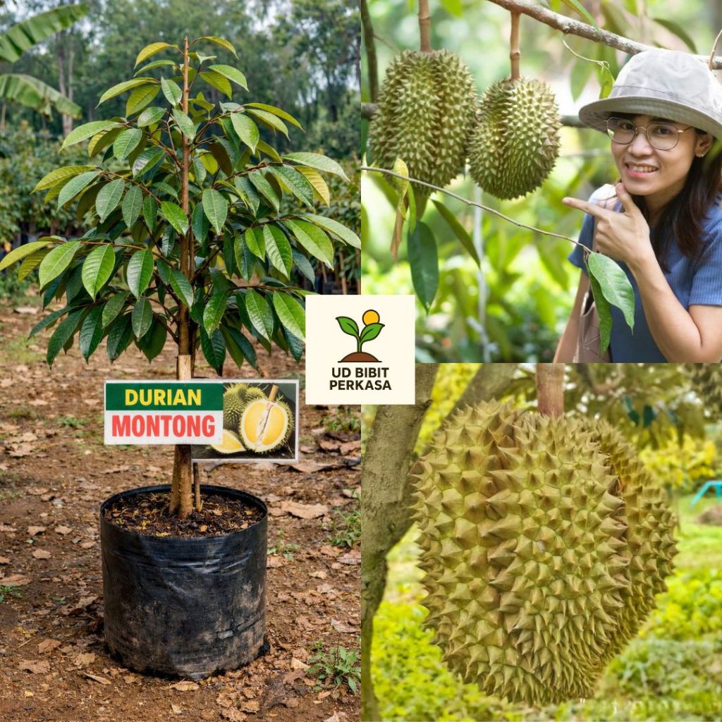 Bibit Durian Montong Cepat Berbuah | Berkualitas Unggul